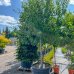 Broskyňa obyčajná (Prunus persica) ´REDHAVEN´ výška: 300 cm, obvod kmeňa: 24/26 cm, kont. C230L - tvarovaná stena